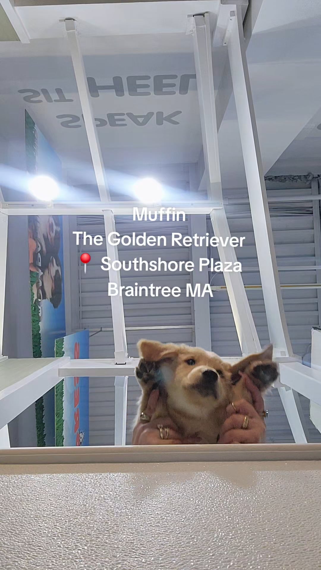 Female Golden Retriever puppy named Muffin for sale at Pet Express Braintree. video thumbnail