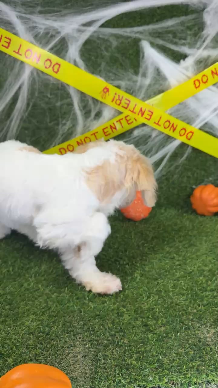 Female Cavachon puppy named Boba for sale at Puppy Dreams - Arlington. video thumbnail