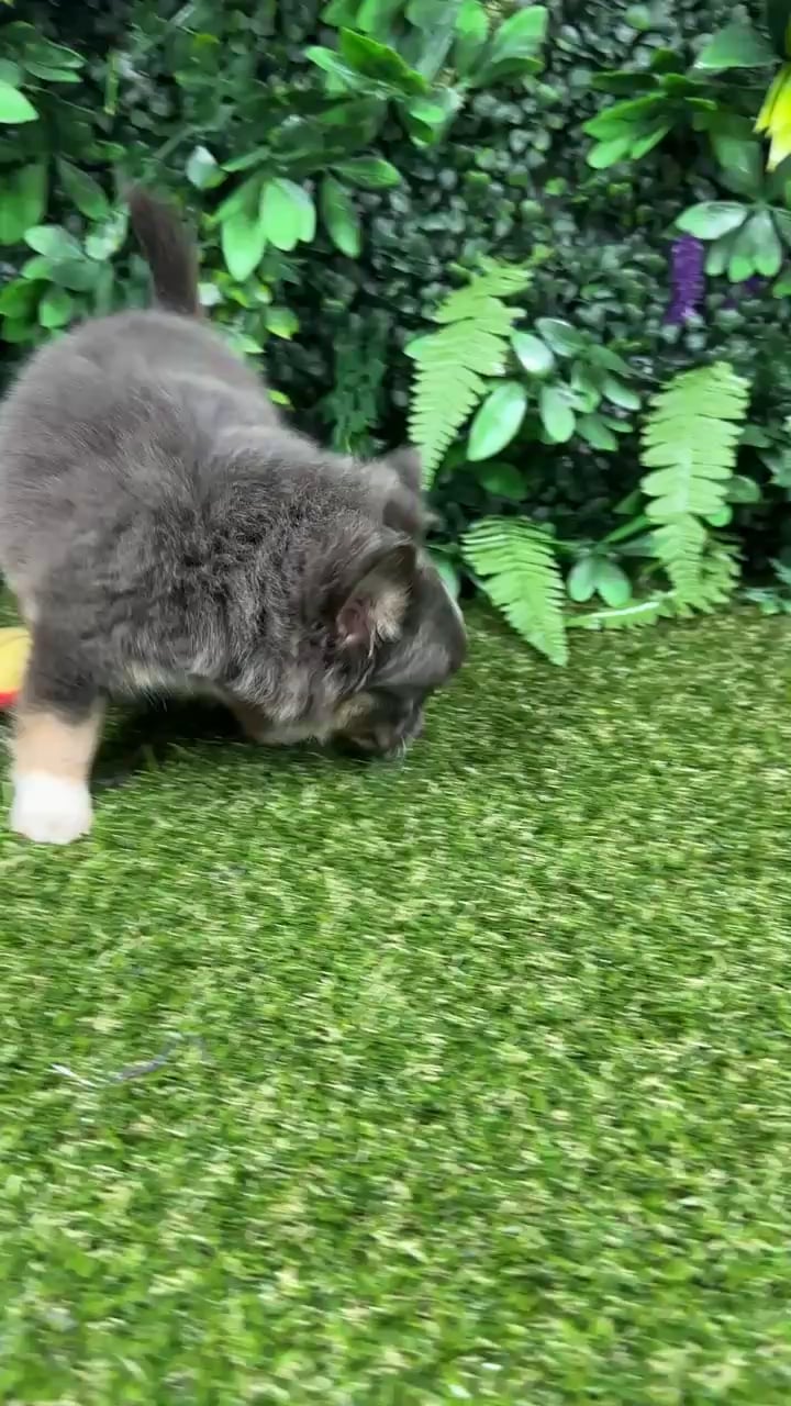 Male Chihuahua puppy named Rocky for sale at Puppy Dreams - Parks Mall. video thumbnail