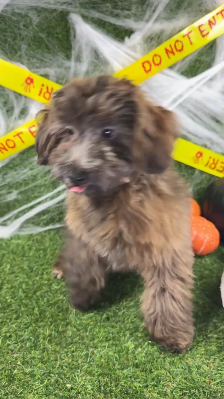 Male Havapoo puppy named Toffee for sale at Puppy Dreams - Arlington. video thumbnail