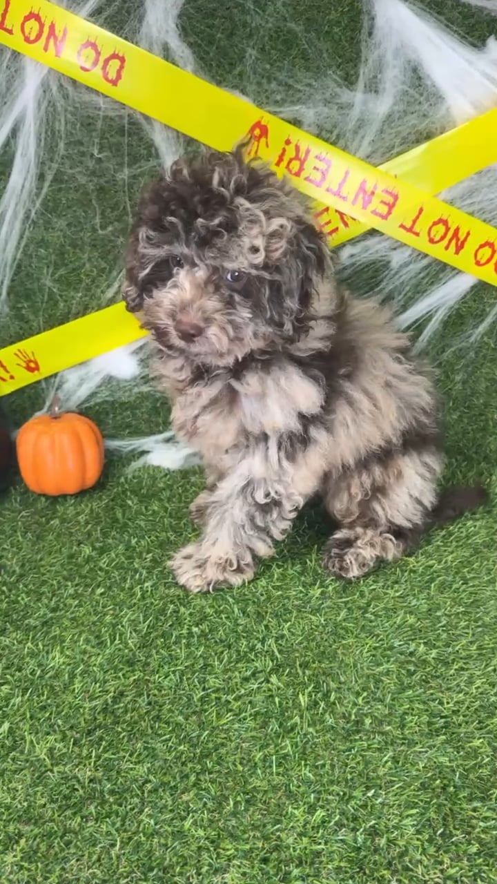 Male Shizapoo puppy named Woody for sale at Puppy Dreams - Arlington. video thumbnail