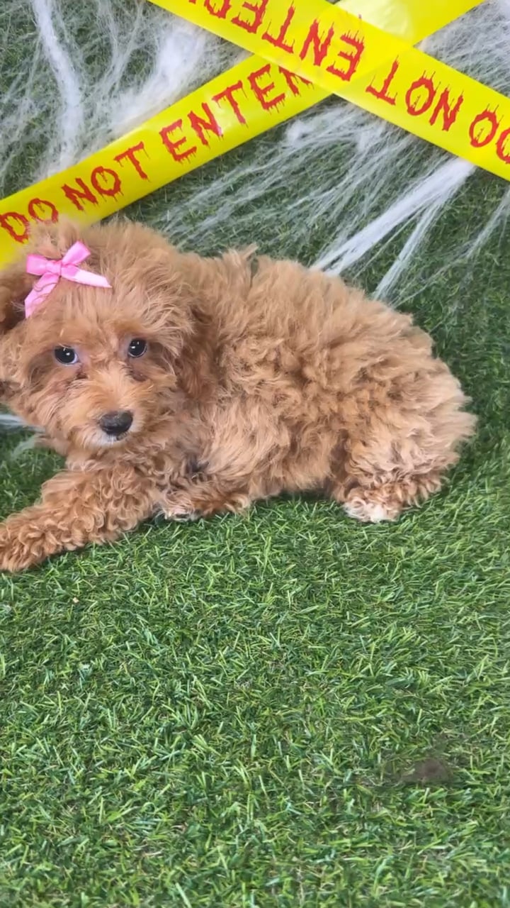 Female Mini Poodle puppy named Piper for sale at Puppy Dreams - Arlington. video thumbnail