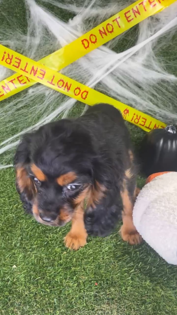 Female Cavalier King Charles Spaniel puppy named Nova for sale at Puppy Dreams - Arlington. video thumbnail