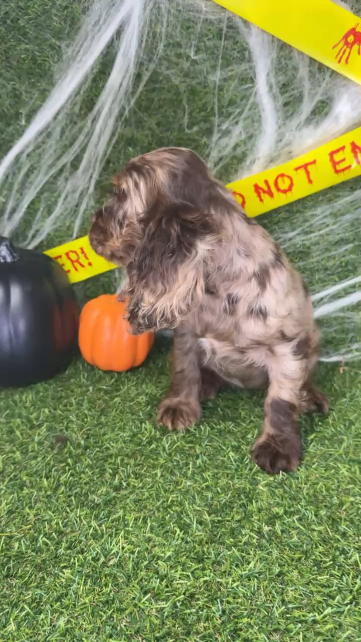 Female Cocker Spaniel puppy named Jinx for sale at Puppy Dreams - Arlington. video thumbnail