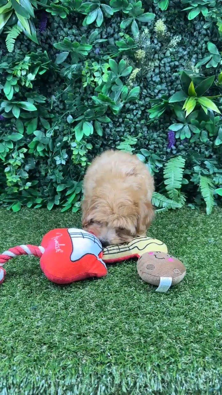 Female Maltipoo puppy named Maria for sale at Puppy Dreams - Parks Mall. video thumbnail