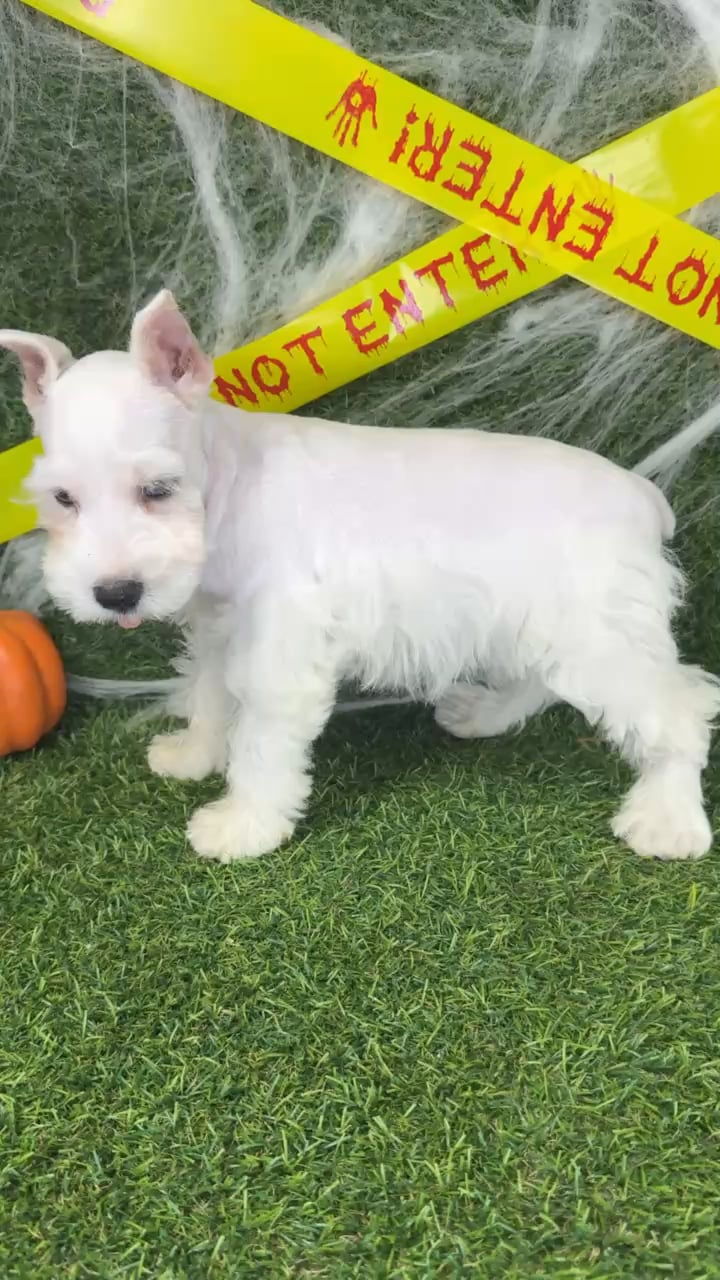 Male Mini Schnauzer puppy named Chief for sale at Puppy Dreams - Arlington. video thumbnail