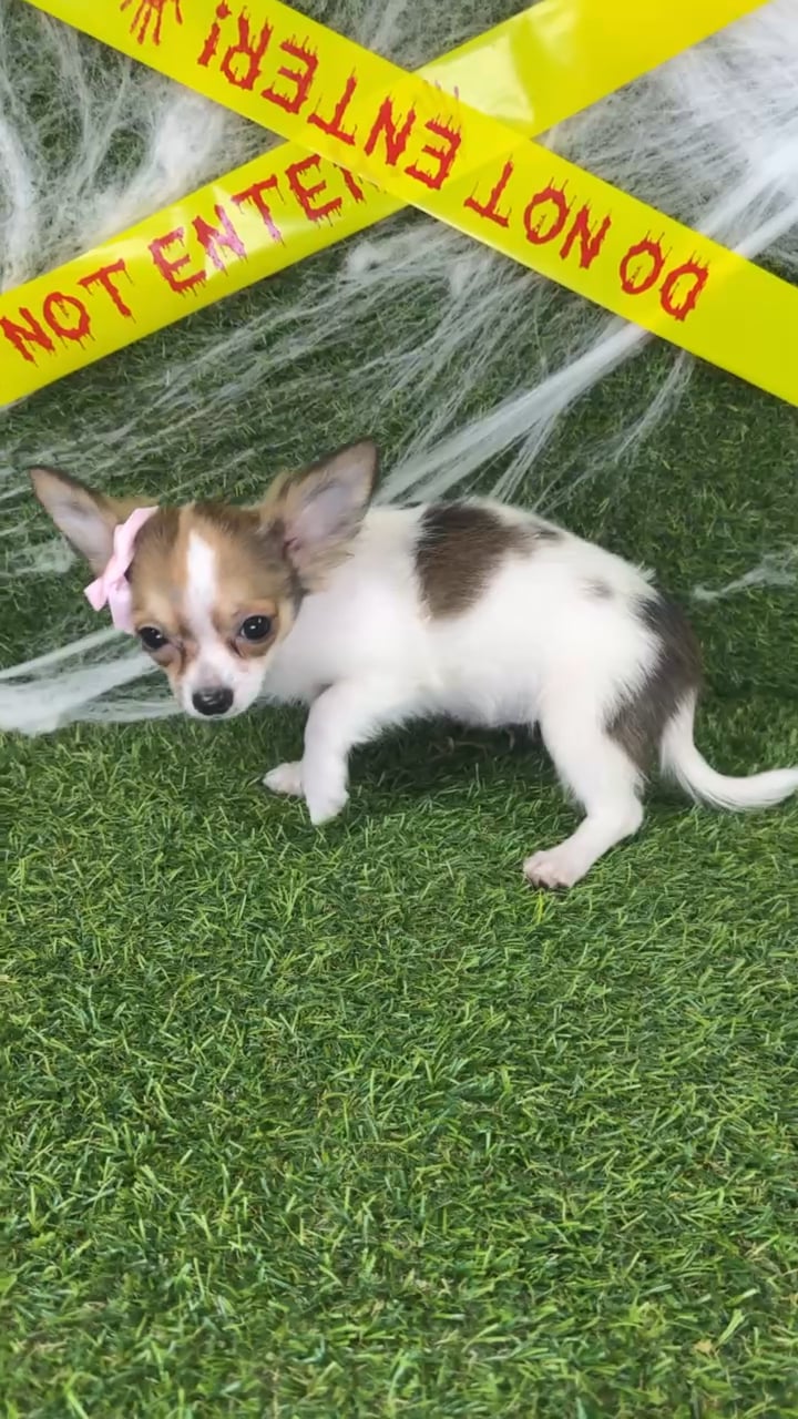Female Chihuahua puppy named Cheryl for sale at Puppy Dreams - Arlington. video thumbnail