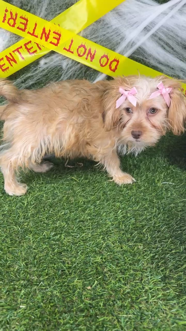 Female Shorkie puppy named Chai for sale at Puppy Dreams - Arlington. video thumbnail