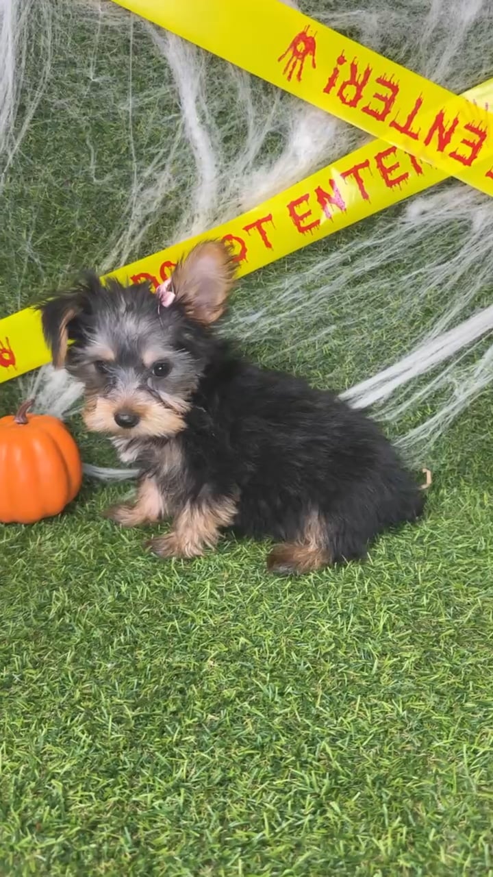 Female Yorkie puppy named Lucy for sale at Puppy Dreams - Arlington. video thumbnail