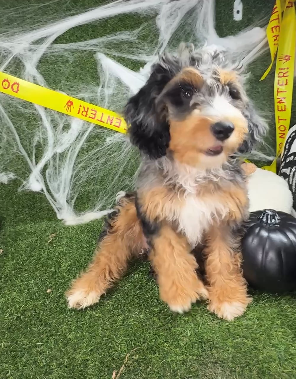Female Bernedoodle puppy named Autumn for sale at Puppy Dreams - Arlington. video thumbnail