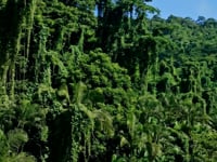 Sugar Reef Estate – Private island in SVG, Caribbean – video thumbnail