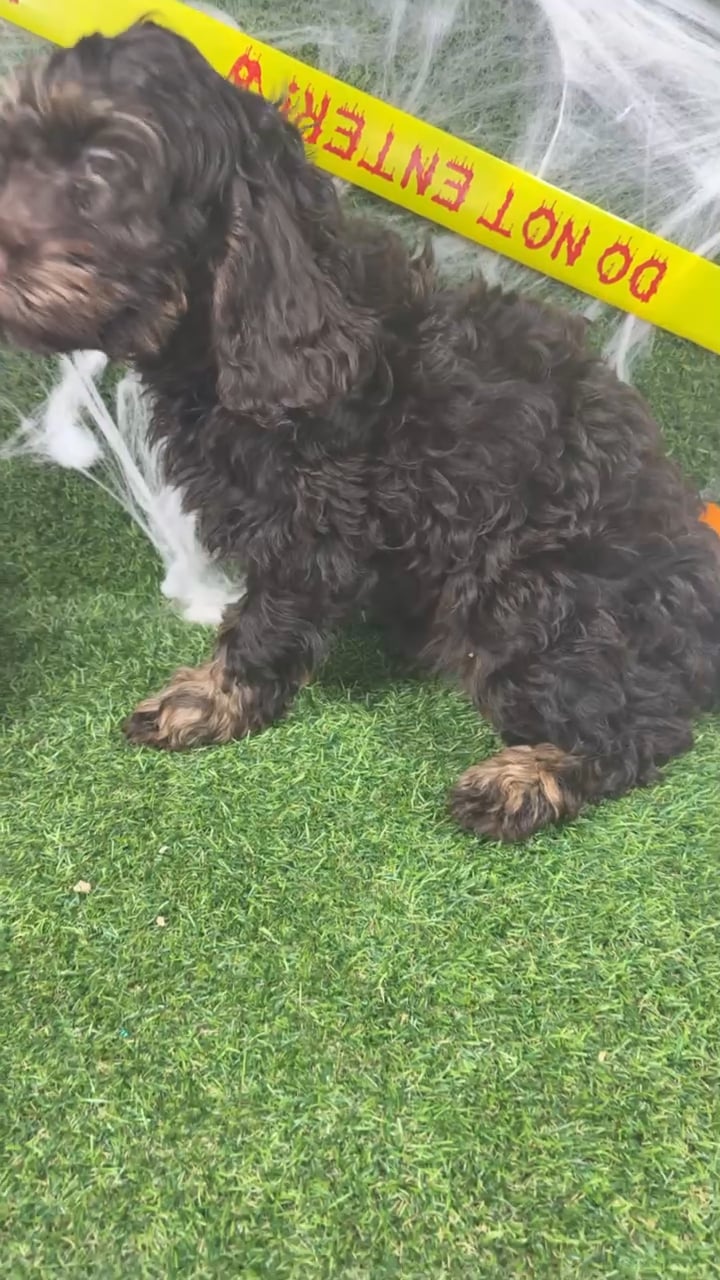 Male Cockapoo puppy named Turkey for sale at Puppy Dreams - Arlington. video thumbnail
