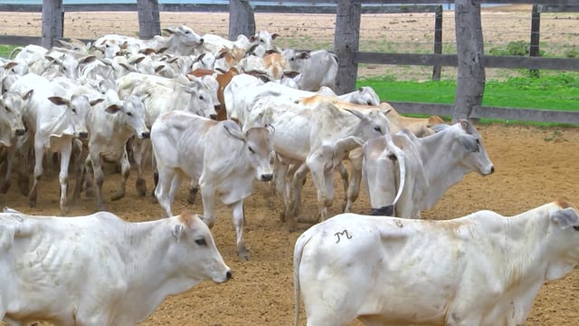 Lote 08P
