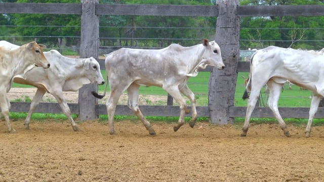 Lote 07P