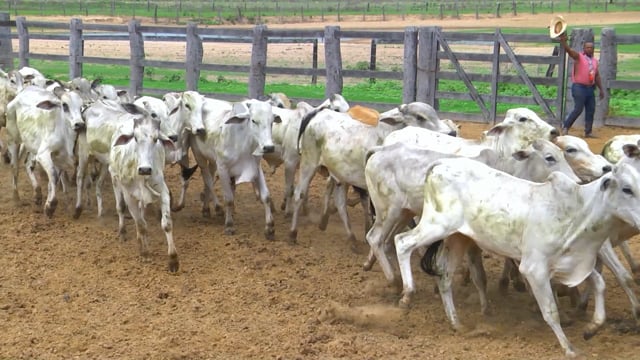 Lote 19P
