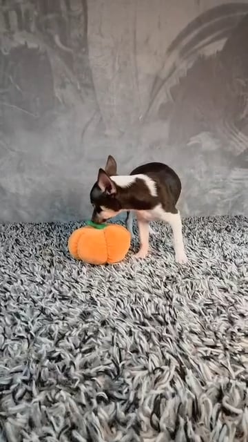 Male Chihuahua puppy named Cheech for sale at Puppy Dreams - Junction City. video thumbnail