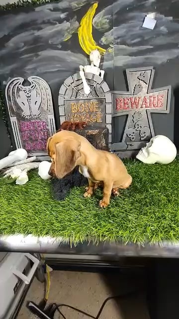 Male Chiweenie puppy named *Jeepers* for sale at Puppy Dreams - Mansfield. video thumbnail