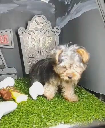 Male Yorkie puppy named *Beetle Juice* for sale at Puppy Dreams - Mansfield. video thumbnail