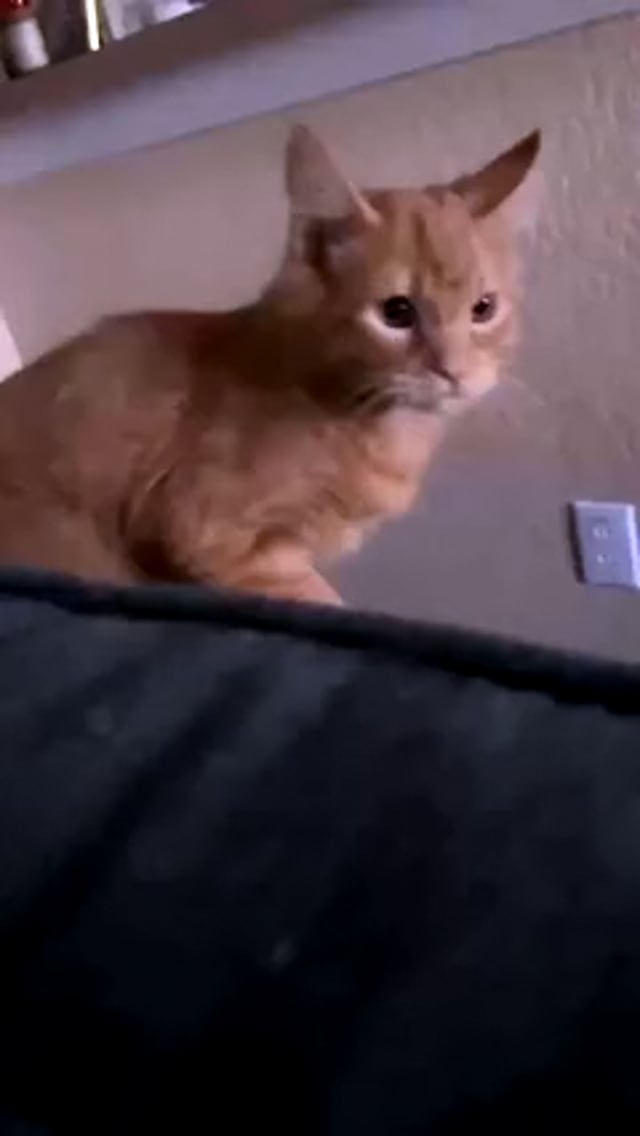 Enlarge Mango - Sweet Kitten, a Adoptable mixed breed in Seabrook, NH video 6/6
