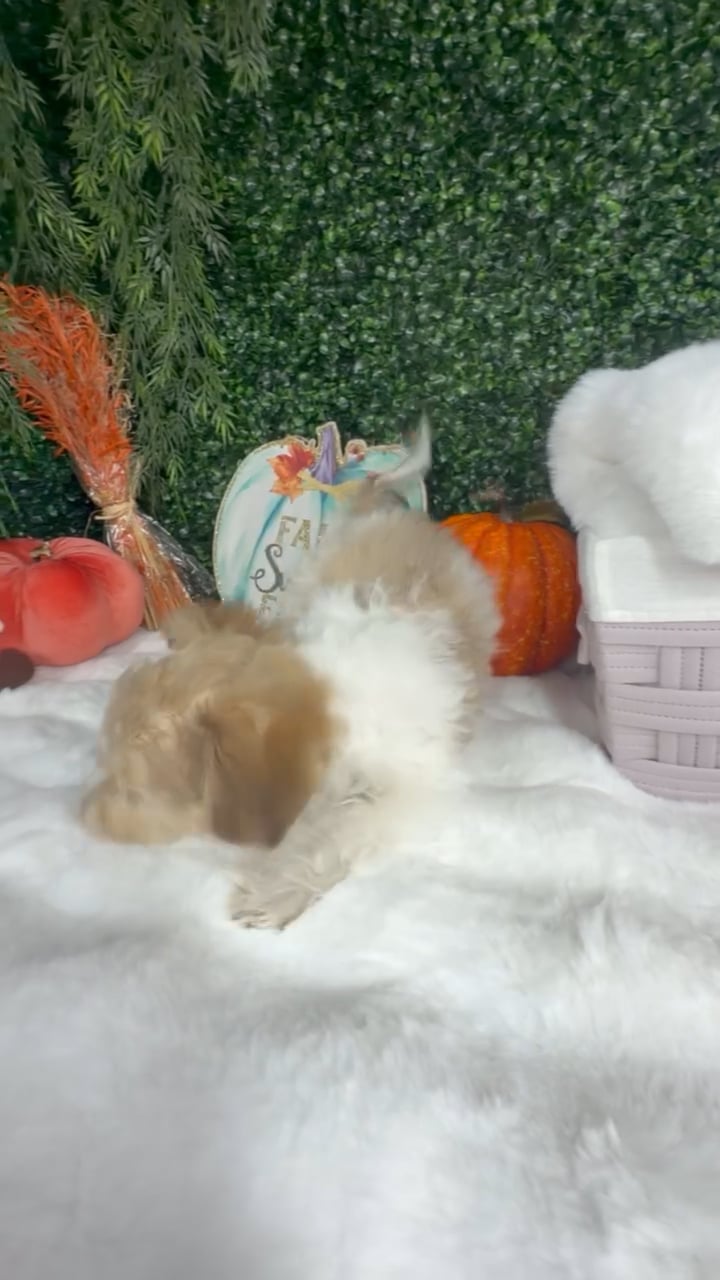 Male Havanese puppy named Biscoff for sale at Puppy Dreams - Denton. video thumbnail