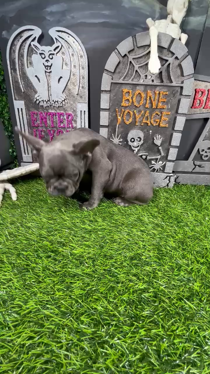 Female French Bulldog puppy named *Lydia* for sale at Puppy Dreams - Mansfield. video thumbnail