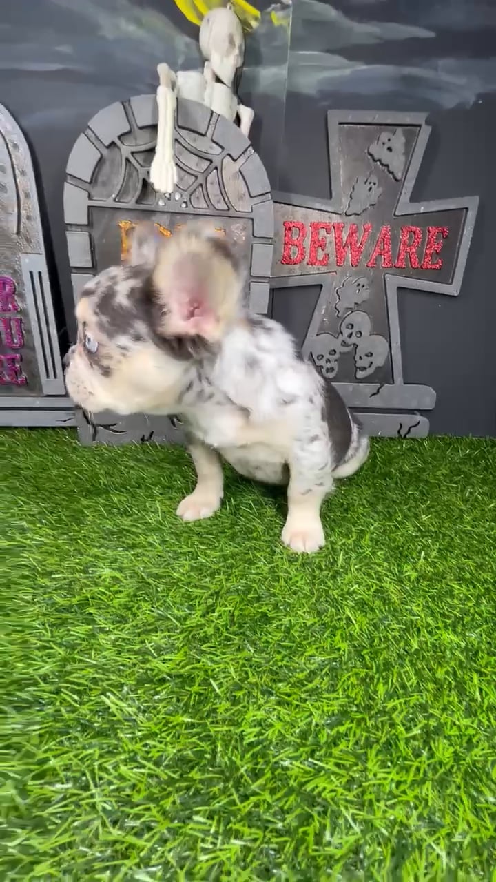 Female Fluffy French Bulldog puppy named *Delia* for sale at Puppy Dreams - Mansfield. video thumbnail