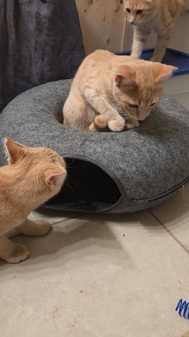 Enlarge Eddie, a Adoptable Domestic Short Hair in South San Francisco, CA video 4/6