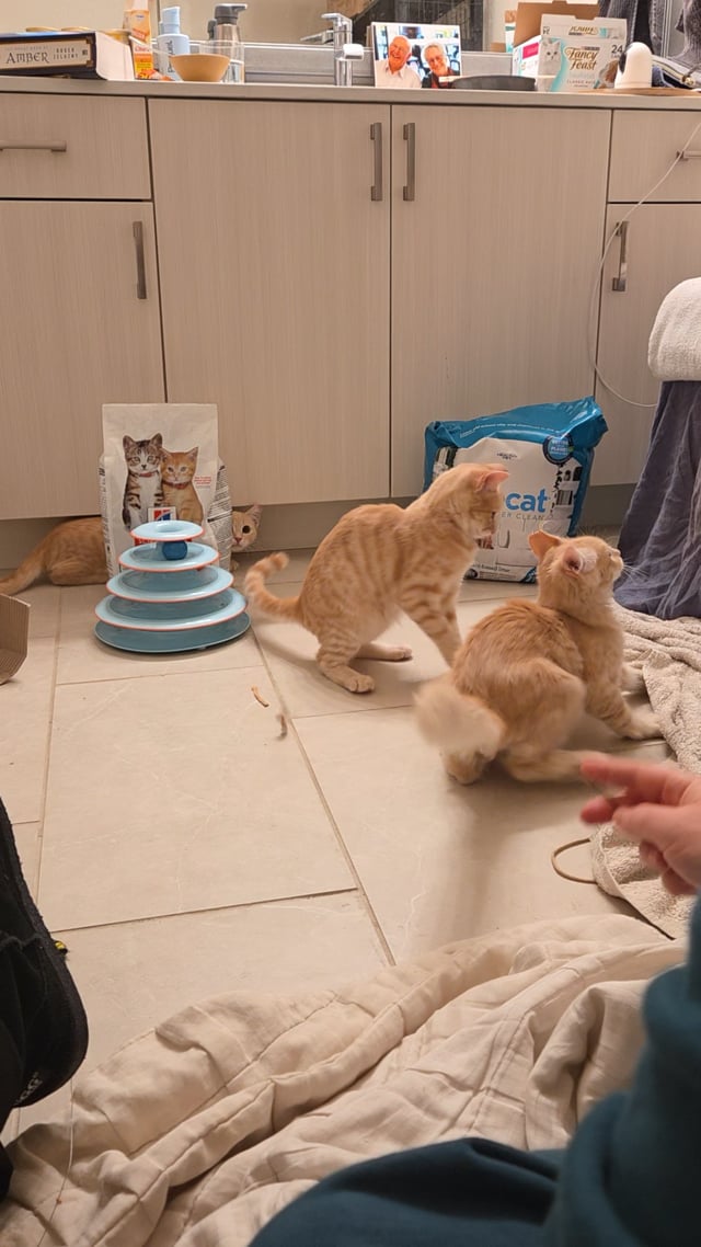 Enlarge Eddie, a Adoptable Domestic Short Hair in South San Francisco, CA video 3/6