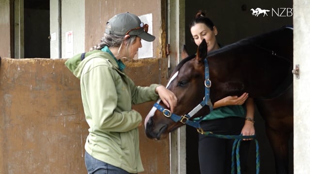 2026 Ready to Run Sale | Di Leoni Equine