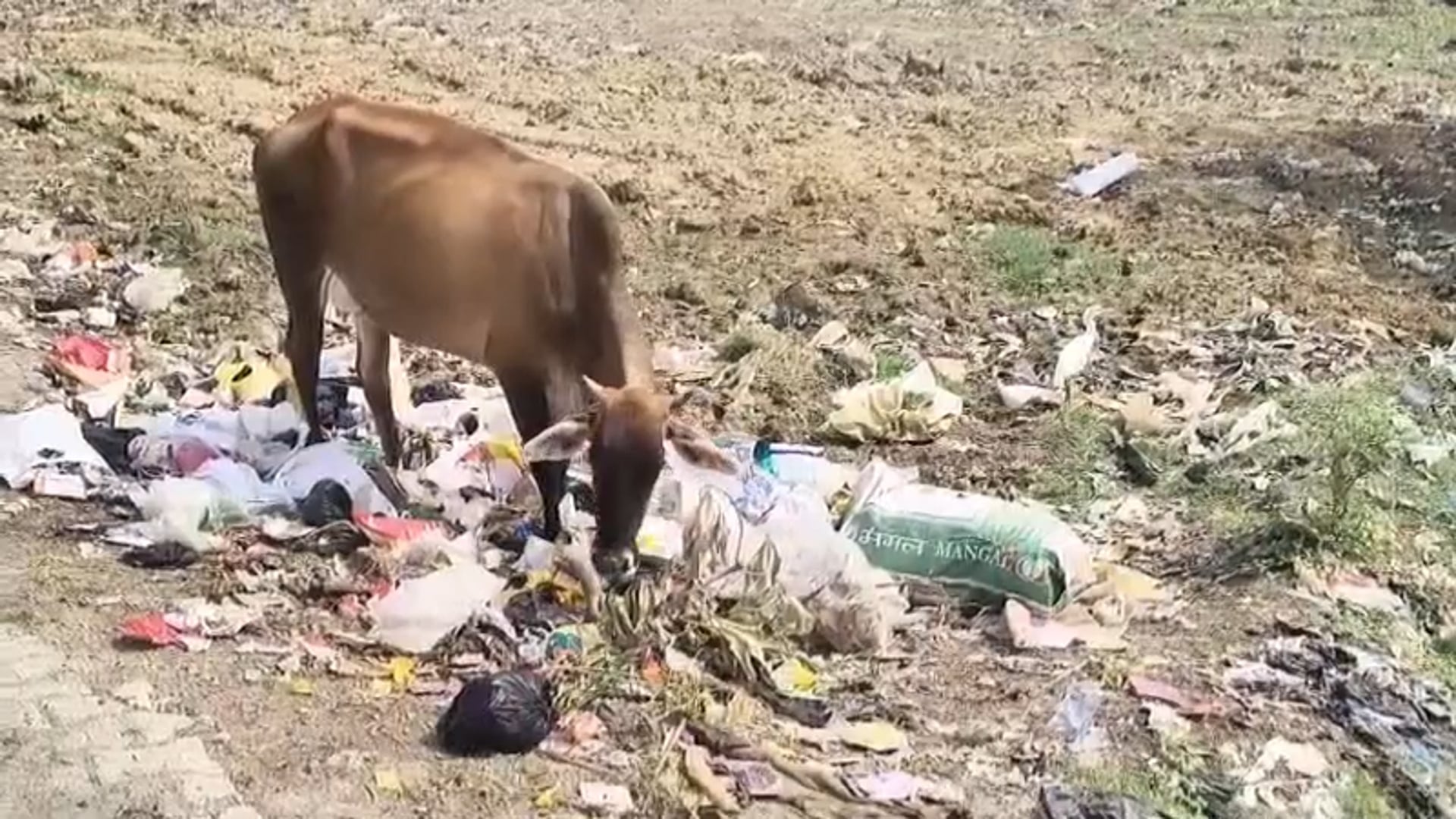 मथुरा: कूड़े और प्लास्टिक के बीच भोजन तलाशने को मजबूर गोवंश, नगर निगम की सफाई व्यवस्था पर उठे सवाल