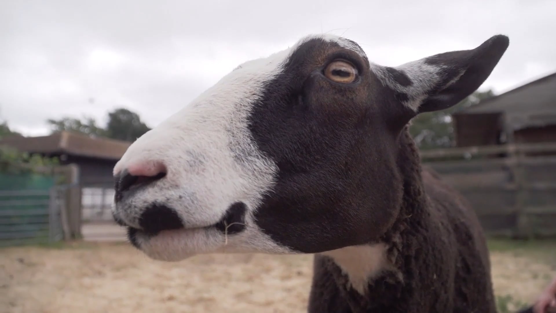 Sheep, Actually : Community screenings
