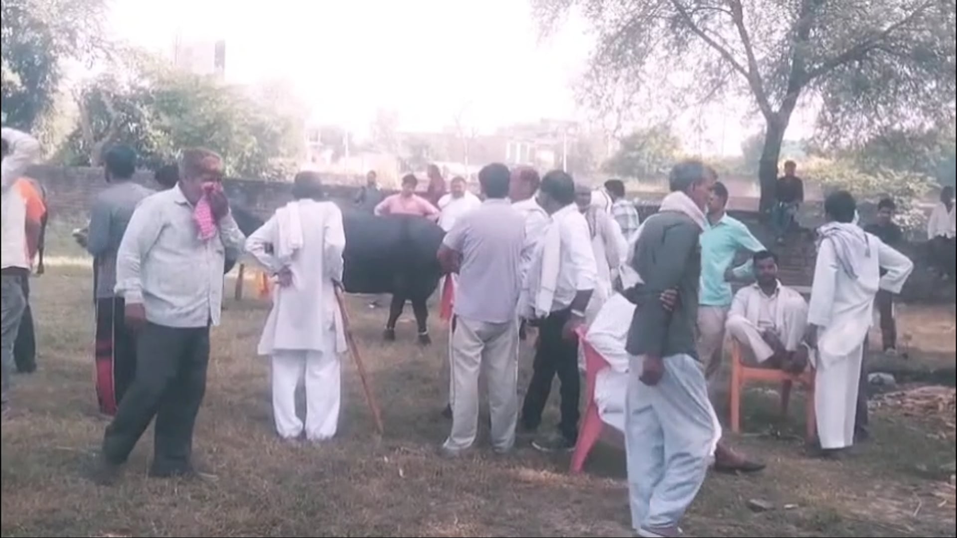 पानीगांव पशु पैंठ में व्यापारियों और पशु पालकों की उमड़ी भीड़।