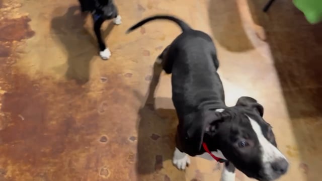 Enlarge American Pie, a Adoptable mixed breed in San Antonio, TX video 5/5