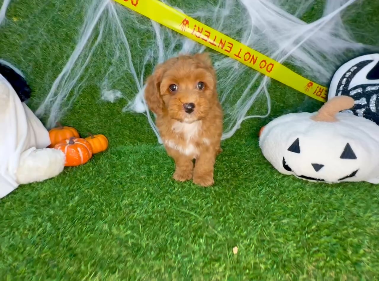 Male Cavapoo puppy named Teddy for sale at Puppy Dreams - Arlington. video thumbnail