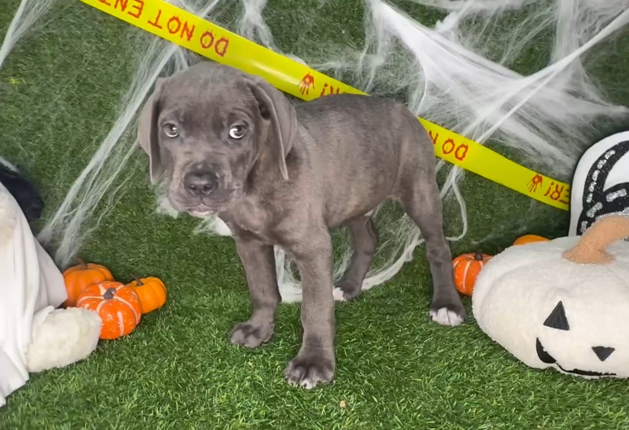 Male Cane Corso puppy named Titan for sale at Puppy Dreams - Arlington. video thumbnail