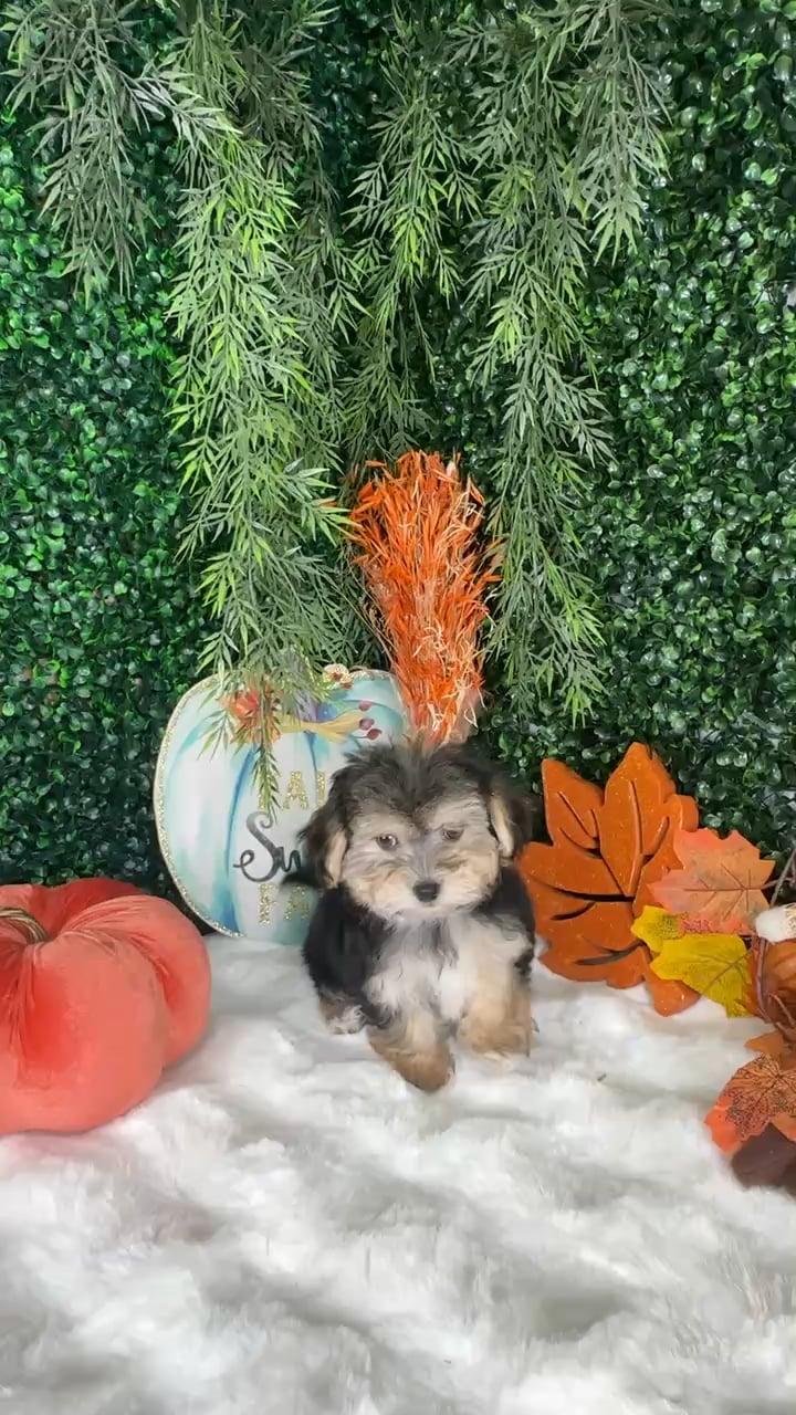 Female Morkie puppy named Katherine for sale at Puppy Dreams - Denton. video thumbnail