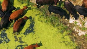 Related Embedded Video Item Thumbnail