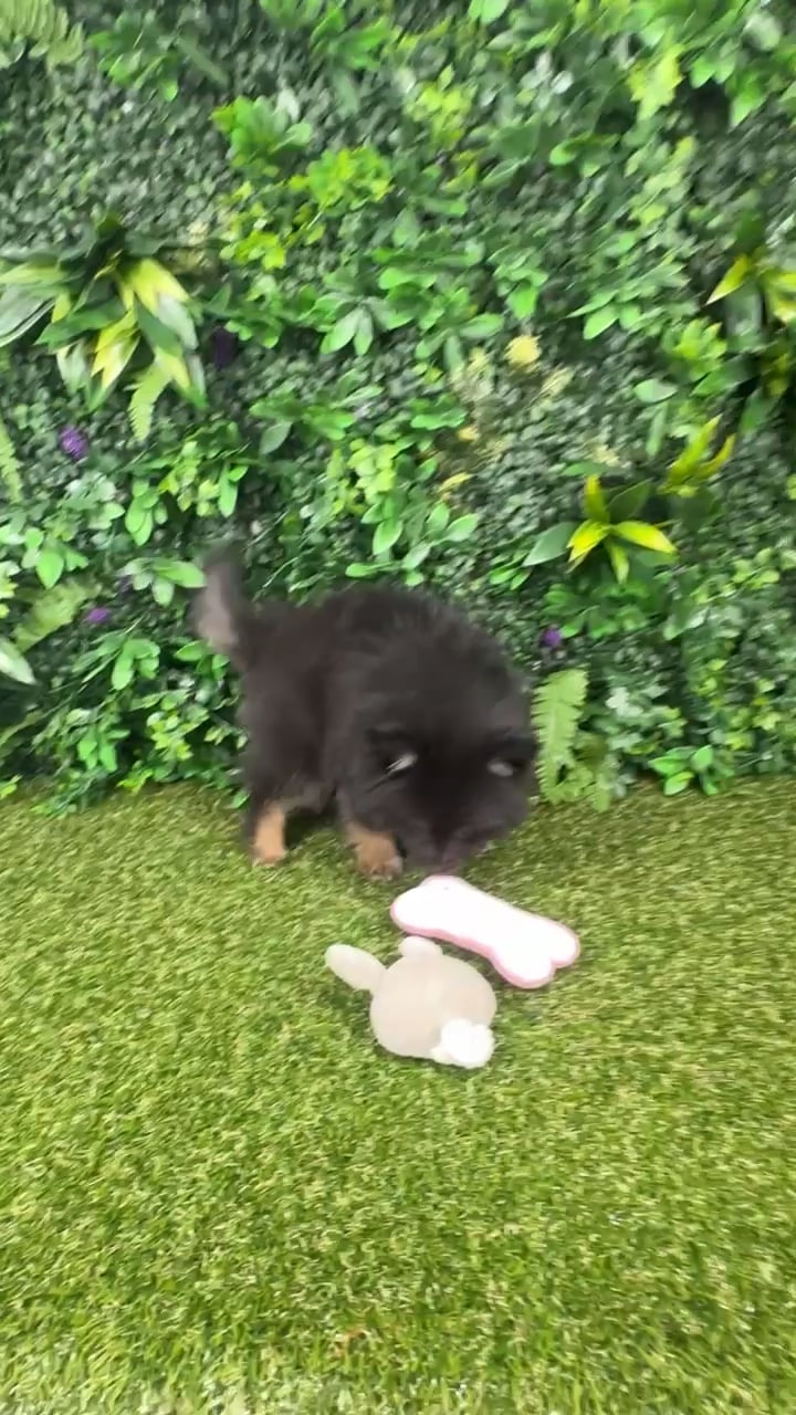 Female Pomeranian puppy named Aspen for sale at Puppy Dreams - Parks Mall. video thumbnail