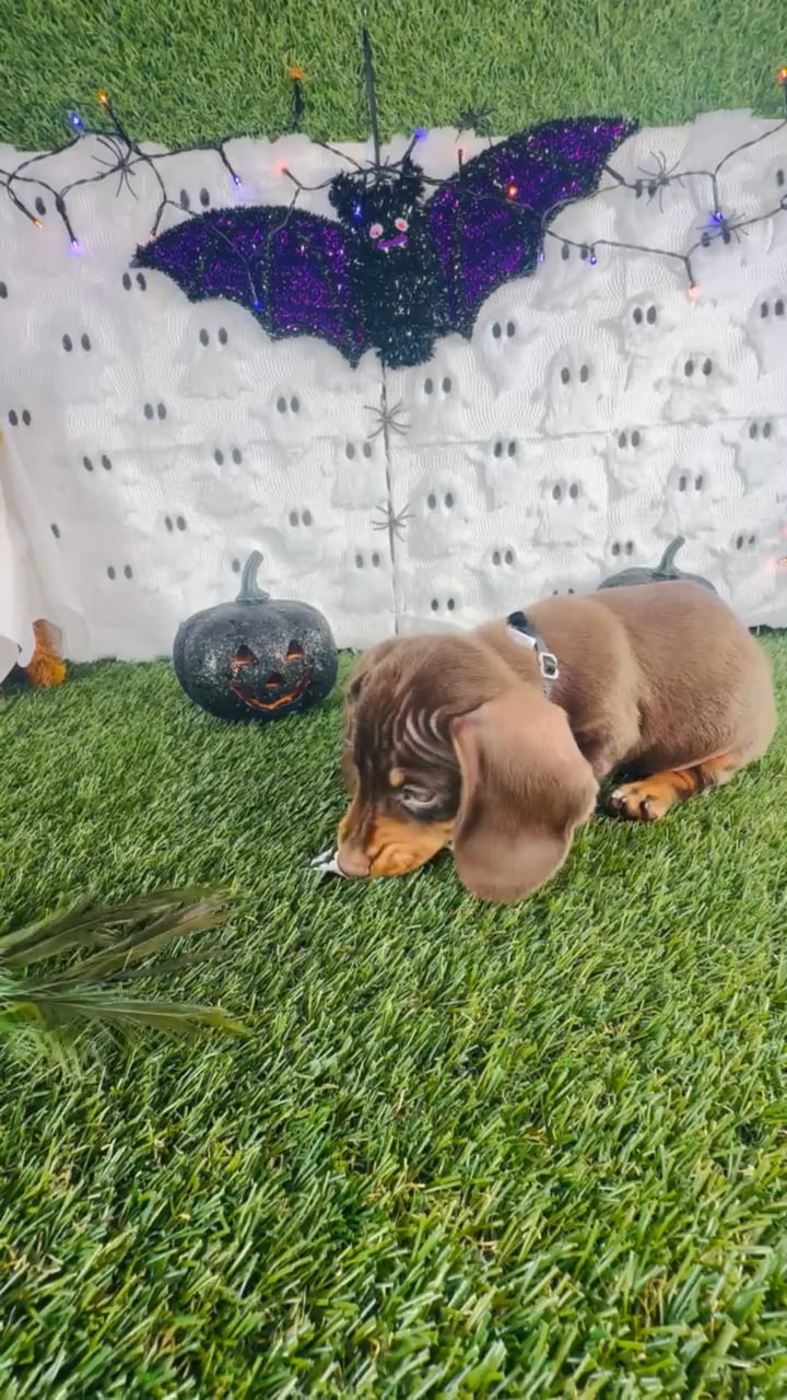 Male Dachshund puppy named Gidget for sale at Puppy Dreams - Carrollton. video thumbnail