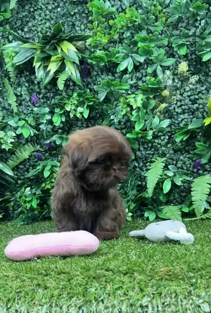 Female Shih Tzu puppy named Liz for sale at Puppy Dreams - Parks Mall. video thumbnail