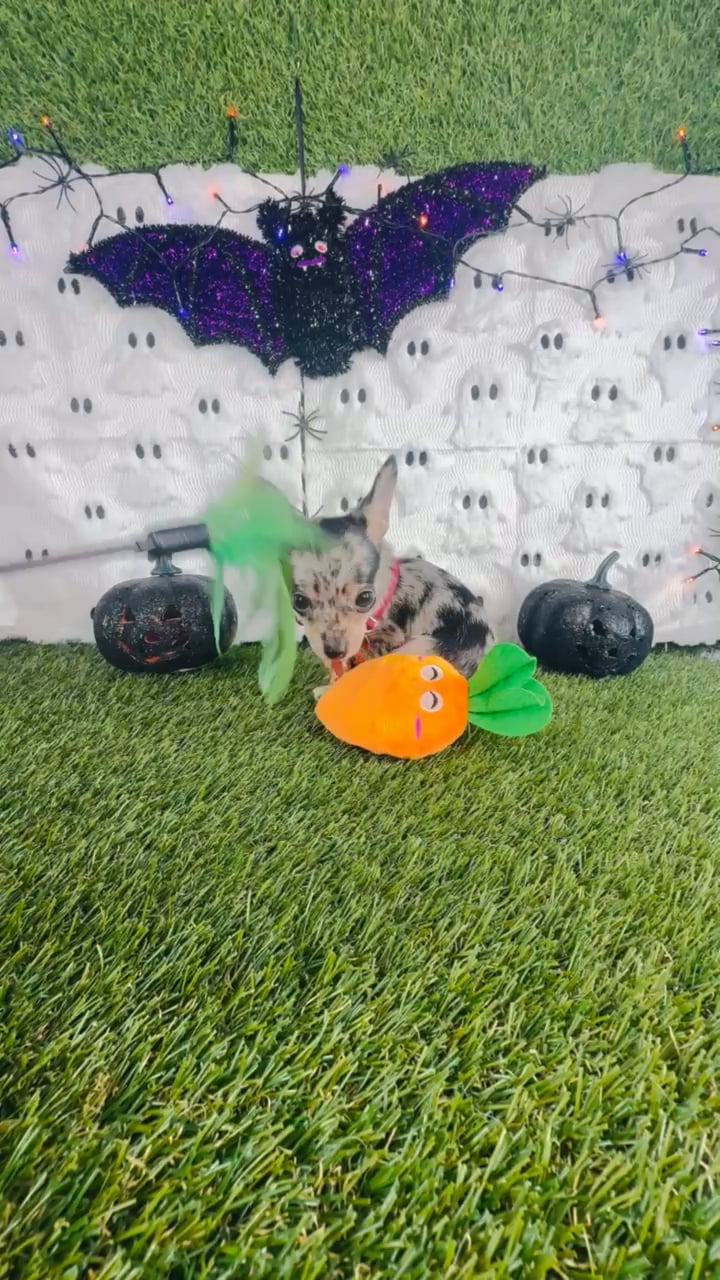 Male Chihuahua puppy named Bandit for sale at Puppy Dreams - Carrollton. video thumbnail