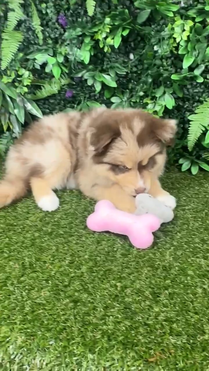 Male Pomsky puppy named Toby for sale at Puppy Dreams - Parks Mall. video thumbnail