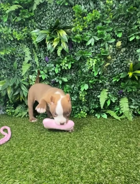 Female American Bully puppy named Maria for sale at Puppy Dreams - Parks Mall. video thumbnail