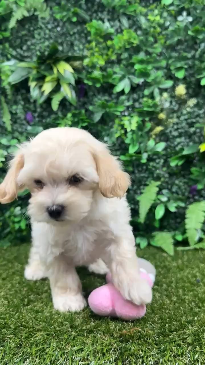 Male Maltipoo puppy named Lucky for sale at Puppy Dreams - Parks Mall. video thumbnail