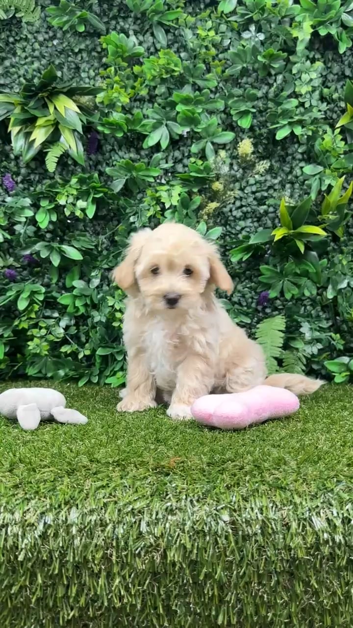 Female Maltipoo puppy named Meadow for sale at Puppy Dreams - Parks Mall. video thumbnail