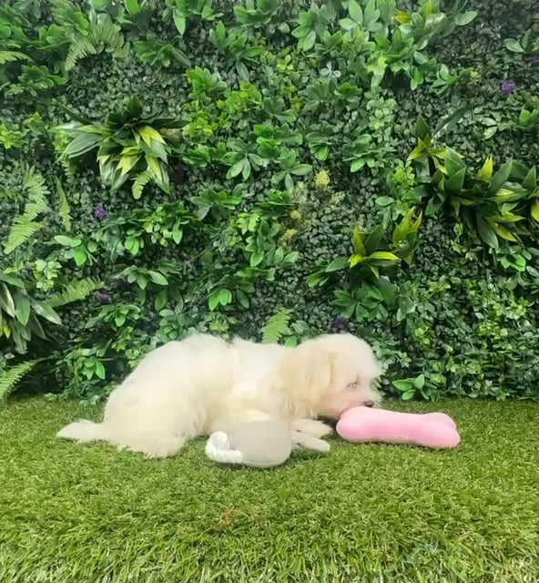 Male Maltese puppy named Chase for sale at Puppy Dreams - Parks Mall. video thumbnail