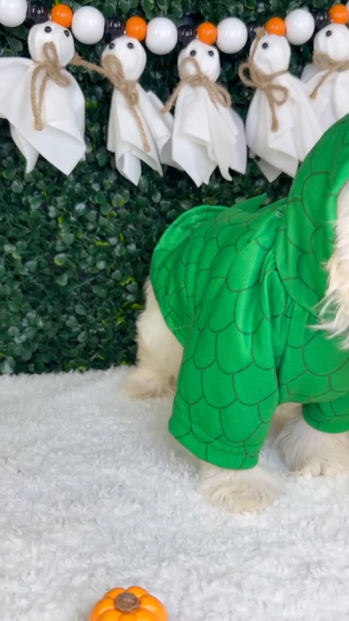 Male Malshi puppy named Archie for sale at Puppy Dreams - Garland. video thumbnail