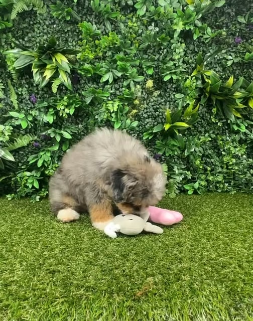 Male Bernedoodle puppy named Barney for sale at Puppy Dreams - Parks Mall. video thumbnail