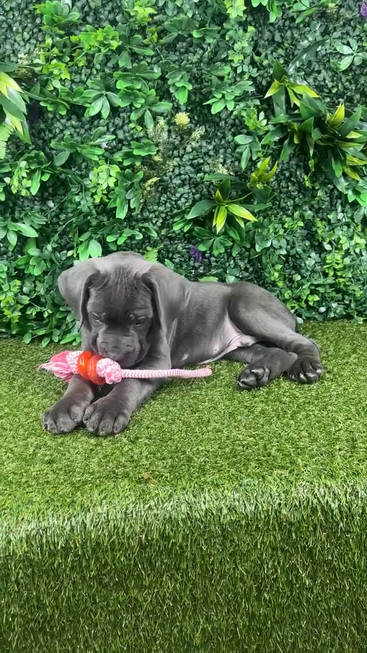 Male Cane Corso puppy named Atlas for sale at Puppy Dreams - Parks Mall. video thumbnail