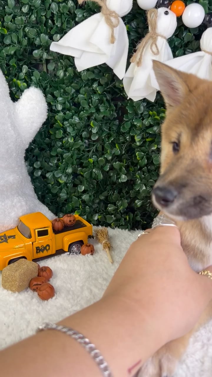 Female Shiba Inu puppy named Mochi for sale at Puppy Dreams - Garland. video thumbnail